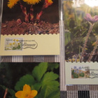 FDC Åland 3.2.1997 Kevätkukkia 4 : llä Maksimikortilla. - pikkukuva 2