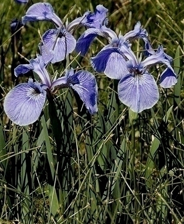 Kanadankurjenmiekka (Iris hookeri), siemeniä 50 kpl