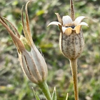 Aurankukka (Agrostemma githago), siemeniä 50 kpl - pikkukuva 2