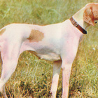 POINTER POSTIKORTTI - pikkukuva 1