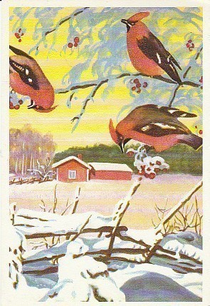Postikortti, Eläinaihe, eläimet ,lintu / linnut