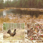 kortti ** Lintu luonnossa - erilaisia valokuvakortteja - pikkukuva 4