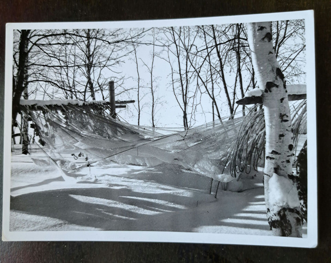 kalaverkot talvisäilössä, kuvattu 1960-luvulla