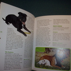 Tracy Libby: Staffordshire Bull Terrier ( Sis.postikulut) - pikkukuva 4
