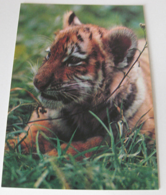 Tiikerinpentu , WWF kulkematon