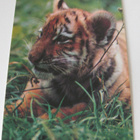 Tiikerinpentu , WWF kulkematon - pikkukuva 1