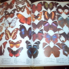 Smart : The Illustrated Encyclopedia of the Butterfly World - pikkukuva 4
