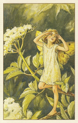 Cicely Mary Barker: Kukkakeijut seljankukka