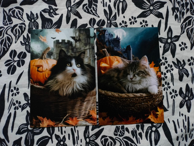 ~Kissa kortti~ 2kpl