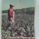 Pellervo N:o 17 lokakuu 29.10. 1960 - pikkukuva 1