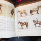 HORSE IN THE WORK OF ANDRZEJA NOVAKA ( 1 p. 1987 Puola ) - pikkukuva 2