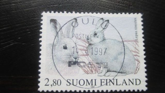 Metsäjänis 1997
