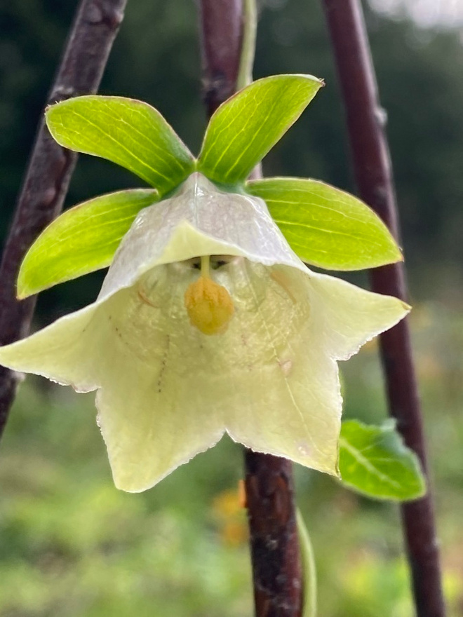 Kiinanpeikonkello (Codonopsis pilosula), siemeniä 100 kpl