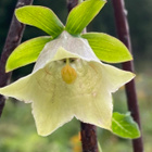 Kiinanpeikonkello (Codonopsis pilosula), siemeniä 100 kpl - pikkukuva 1