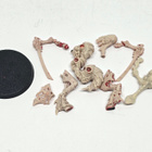 WH40K - Tyranid Warrior (Rogue Trader) [S148] - pikkukuva 1
