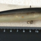 Rapala Magnum floated - pikkukuva 1