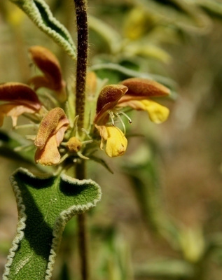 Phlomis leucophracta (Phlomis leucophracta), siemeniä 30 kpl