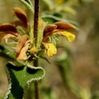 Phlomis leucophracta (Phlomis leucophracta), siemeniä 30 kpl - pikkukuva 1