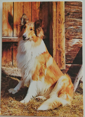 "Collie"-KULKEMATON POSTIKORTTI