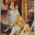 "Collie"-KULKEMATON POSTIKORTTI - pikkukuva 1