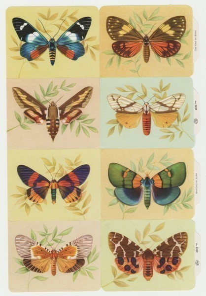 *MLP no 1259, upeat perhoset-arkki, oikea *