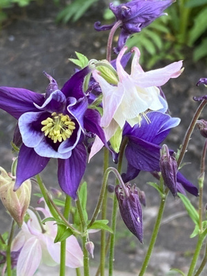 Jaloakileija 'Biedermeier' , siemeniä 40 kpl