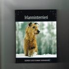 Irlanninterrieri - Suomen suosituimmat koirarodut - pikkukuva 1