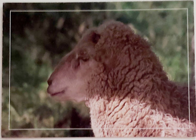 "LAMMAS"-KULKEMATON POSTIKORTTI