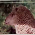 "LAMMAS"-KULKEMATON POSTIKORTTI - pikkukuva 1