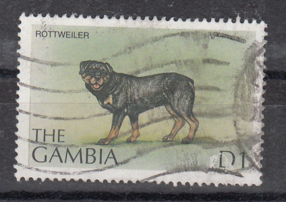 KOIRA aihetta GAMBIA