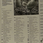 Pellervo No 6 huhtikuu 1981 - pikkukuva 2