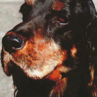 GORDON SETTER POSTIKORTTI - pikkukuva 1