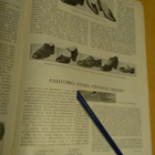 Kotiliesi No 8 huhtikuu 1933 - pikkukuva 4