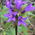 Peurankello (Campanula glomerata), siemeniä 100 kpl - pikkukuva 2