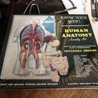 Renwal “Human Anatomy” Assembly Kit – Yhdysvallat, 1950–1960 - pikkukuva 2