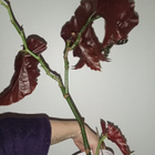 Begonia - pikkukuva 3
