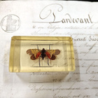 Natura Obscura – Entomologinen näyte no. 347 - pikkukuva 1