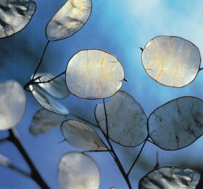 Kesäkuuruoho (neliökortti)
