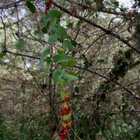 Piikkisarsaparilla (Smilax aspera), siemeniä 20 kpl - pikkukuva 2