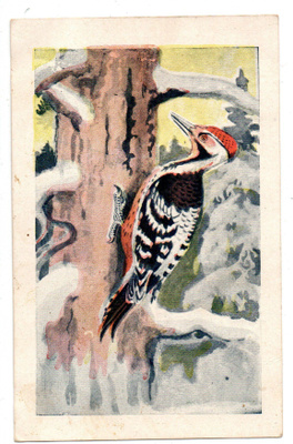Vanha kortti, valkoselkätikka