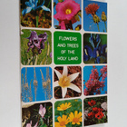 Azaria Alon : Flowers and Trees of the Holy Land - pikkukuva 1