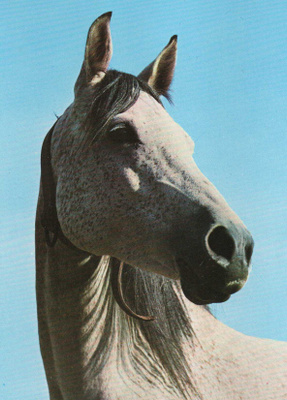 HEVONEN POSTIKORTTI - ARABIANHEVONEN