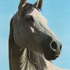 HEVONEN POSTIKORTTI - ARABIANHEVONEN - pikkukuva 1
