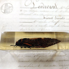 Natura Obscura – Entomologinen näyte no. 403 - pikkukuva 2