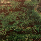 LEENA KROHN: METSÄNPEITTO - pikkukuva 2