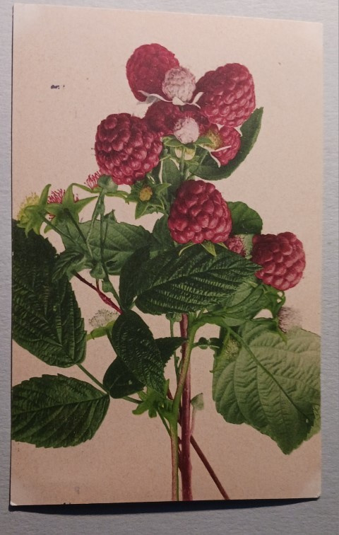 Vadelmanoksa, vanha väripk, p. 1923