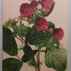 Vadelmanoksa, vanha väripk, p. 1923 - pikkukuva 1