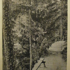Lohja, penkki mäntyjen katveessa, mv pk, p. 1915 + sens. - pikkukuva 1