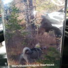 DVD HIRVIHAUKKUJEN HURMAA - pikkukuva 1