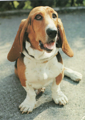 BASSET POSTIKORTTI